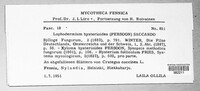 Lophodermium foliicola image